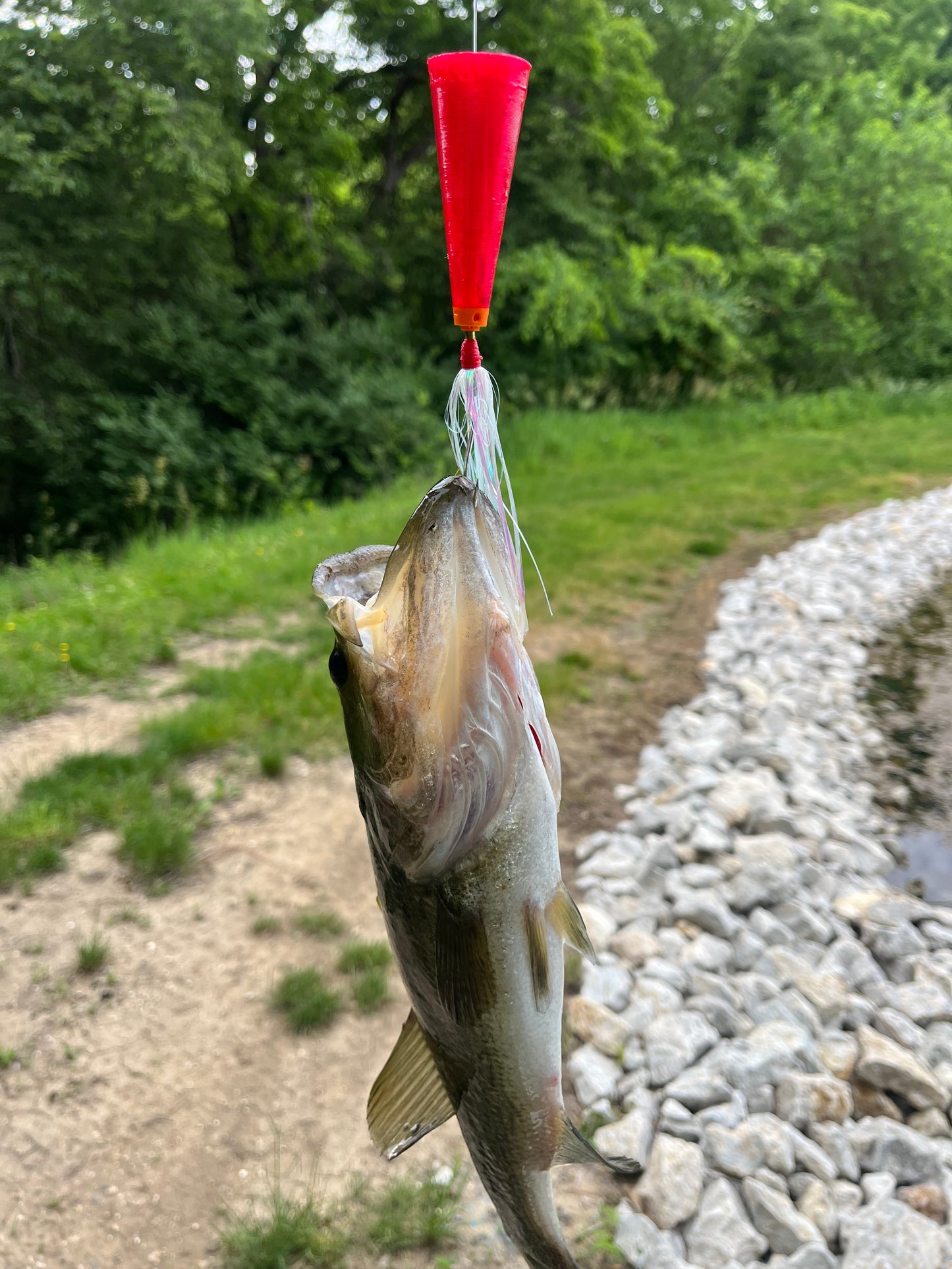 Fishing lure attached to a fish caught on a riverbank with trees in the background
